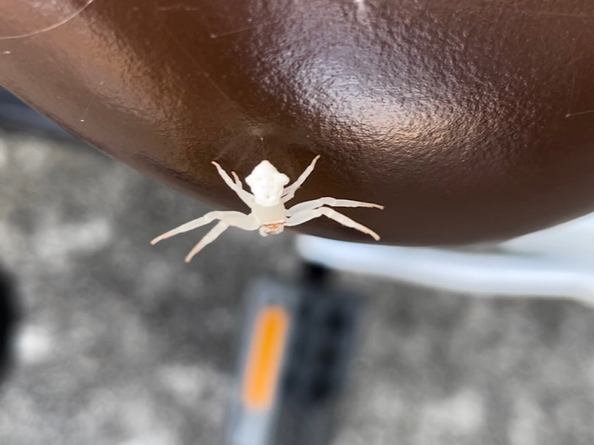 白いクモ - 愛知県西尾市でパークゴルフを楽しむなら｜吉良パークゴルフ場